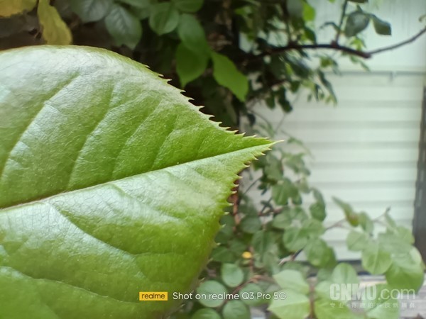 真我Q3 Pro超级微距样张 全面升级!千元机皇realme 真我Q3系列上手评测
