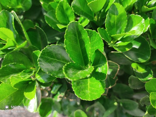 魅族16Xs样张 魅族16Xs上手体验:将科技与美学平衡的恰到好处!