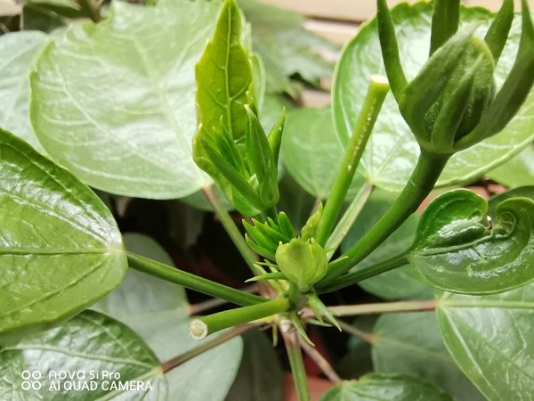 未开启超级夜景 以拍为主,颜值与实力并存:华为nova 5i Pro新品评测