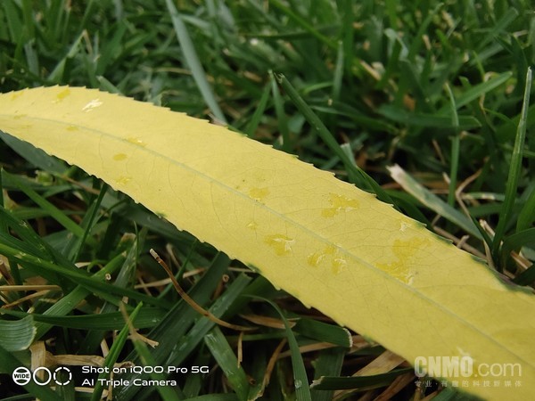 超微距 5G旗舰不止有速度与颜值:用iQOO Pro发现身边的美