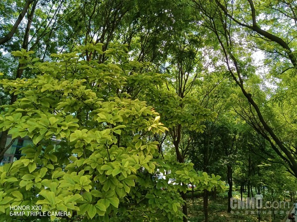 荣耀X20样张 荣耀X20评测:120Hz全视屏+66W超级快充 X系列归来
