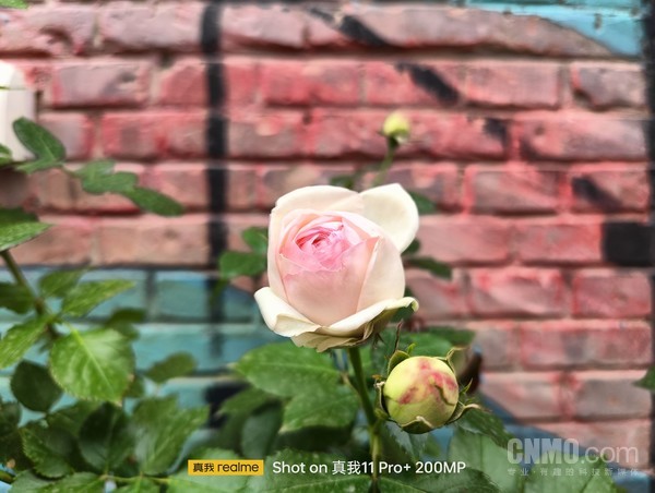 真我11 Pro+ 1x样张 质价比之王realme真我11 Pro+评测:一颗镜头带来多焦段拍摄自由