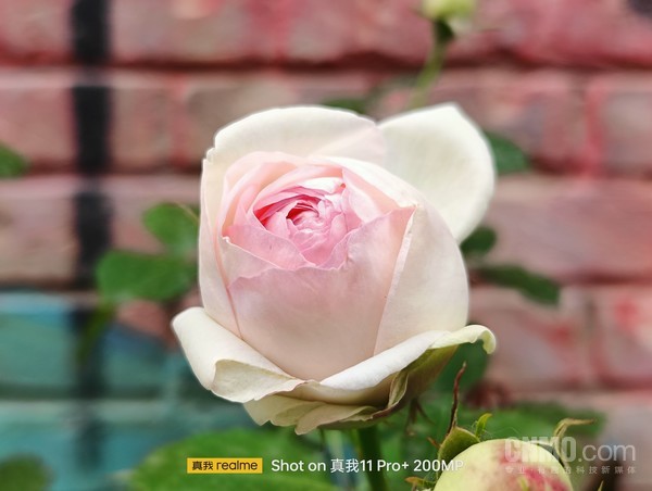 真我11 Pro+ 2x样张 质价比之王realme真我11 Pro+评测:一颗镜头带来多焦段拍摄自由