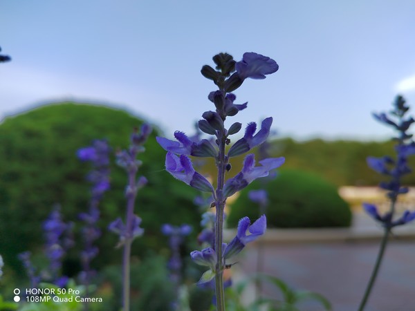 荣耀50 Pro样张 荣耀50 Pro评测:美与实力兼修 用Vlog记录生活的精彩