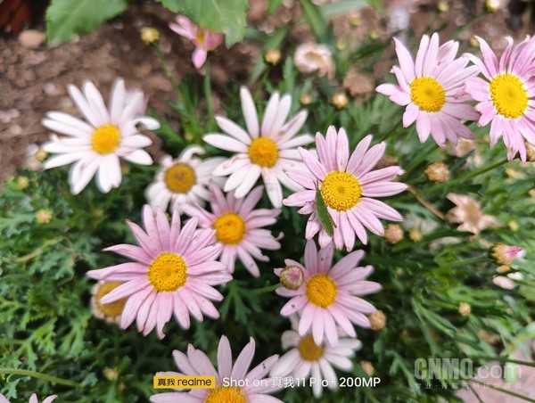 真我11 Pro+ 1x样张 质价比之王realme真我11 Pro+评测:一颗镜头带来多焦段拍摄自由
